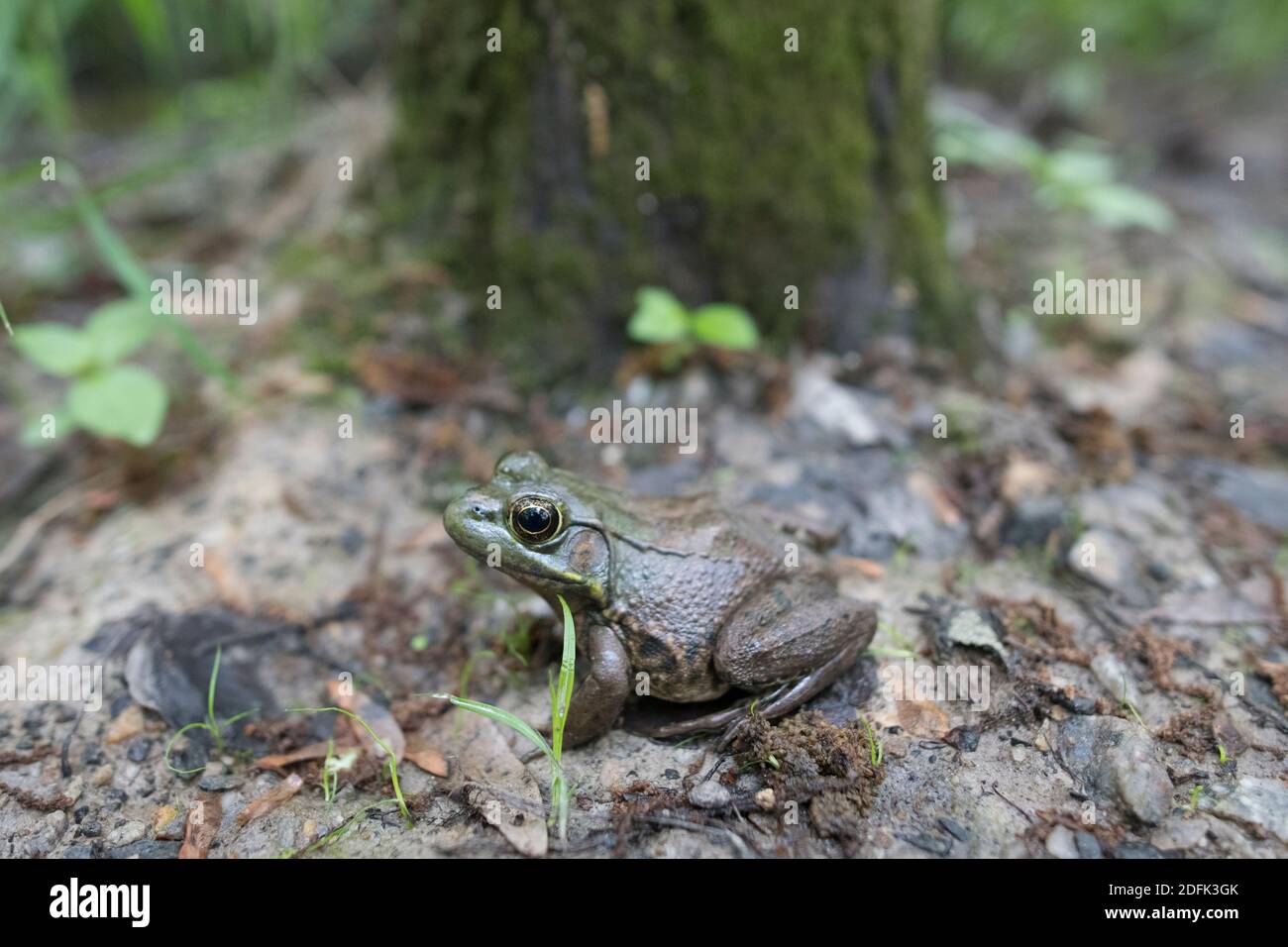 Ein amerikanischer Bullfrog auf dem Waldboden. Stockfoto