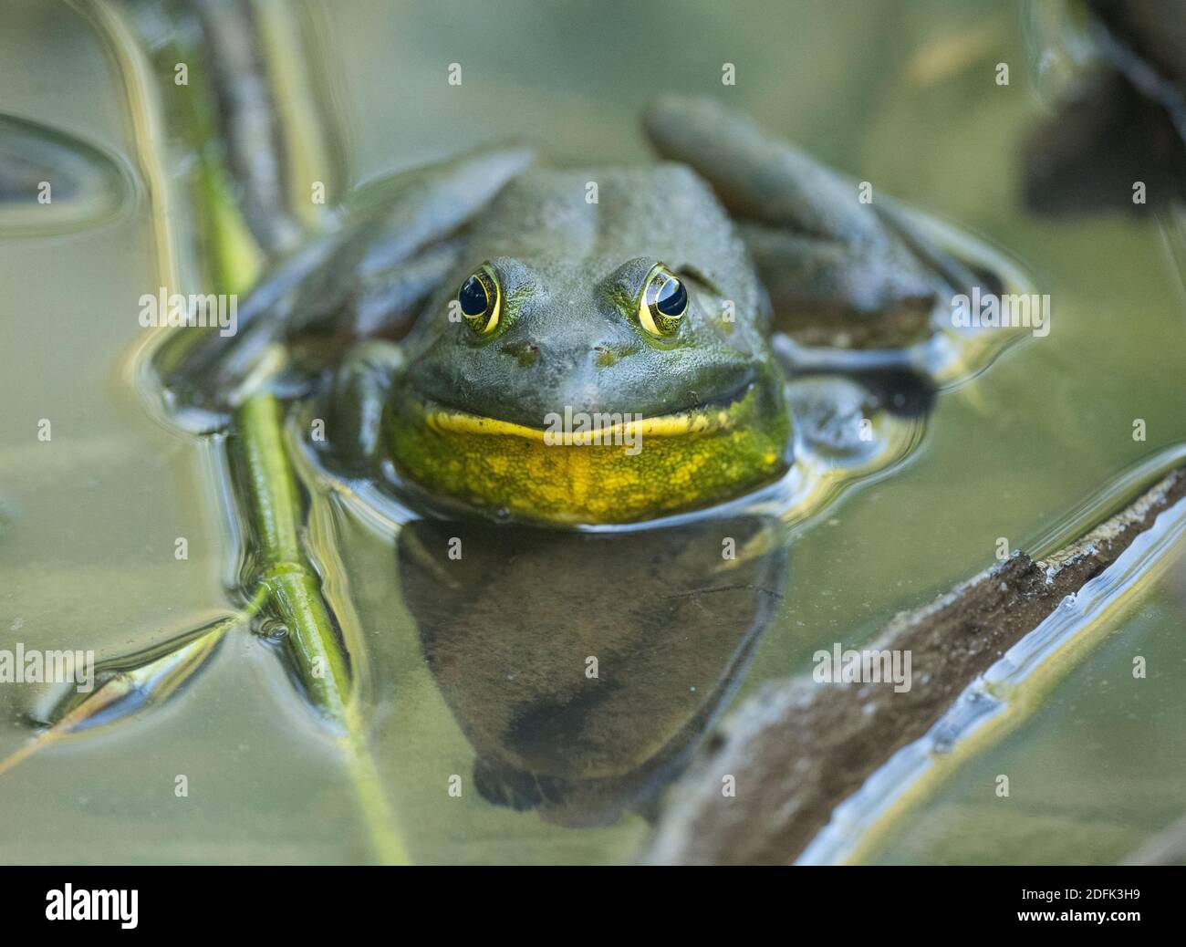 Ein amerikanischer Bullfrog in den Feuchtgebieten. Stockfoto