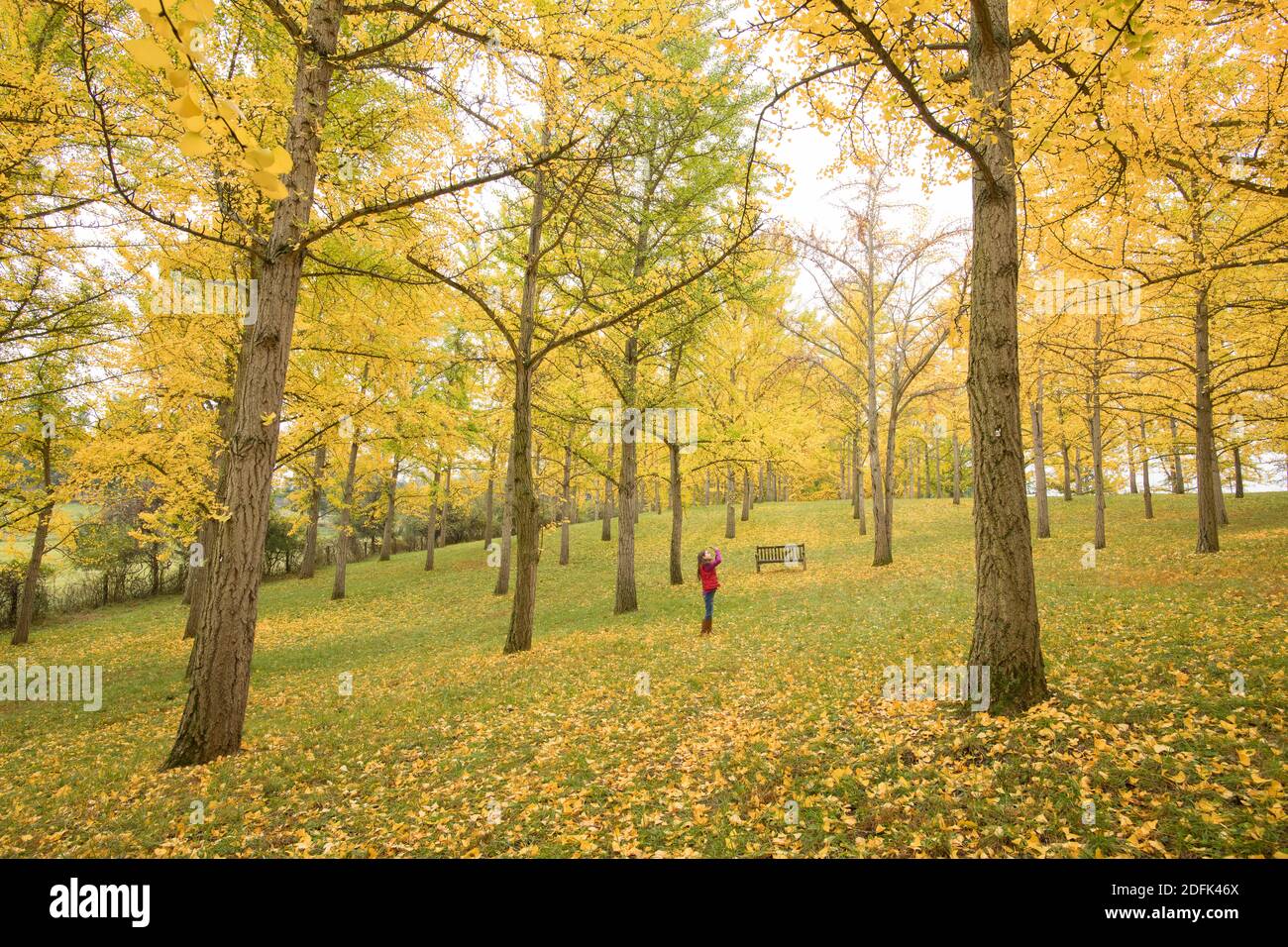 Ein junges Mädchen macht ein Foto mit einem Smartphone im Ginko-Baumhain im Blandy National Arboretum, University of Virginia. Stockfoto