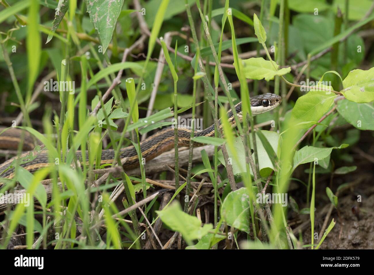Eine östliche Bandschlange oder eine gewöhnliche Ribbonnatter schlängelt sich durch das Gras in einem Feuchtgebiet. Stockfoto