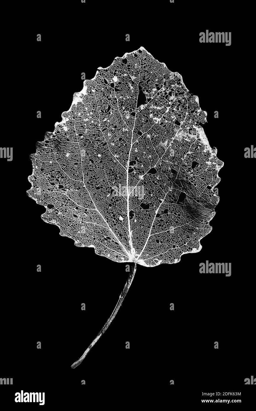 Makroaufnahme einer zarten Blattvene Struktur auf schwarz Stockfoto