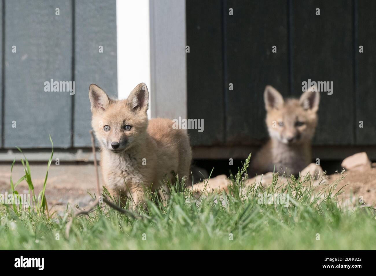 Red Fox Kits spielen vor einem Schuppen, das ihr Zuhause ist. Stockfoto