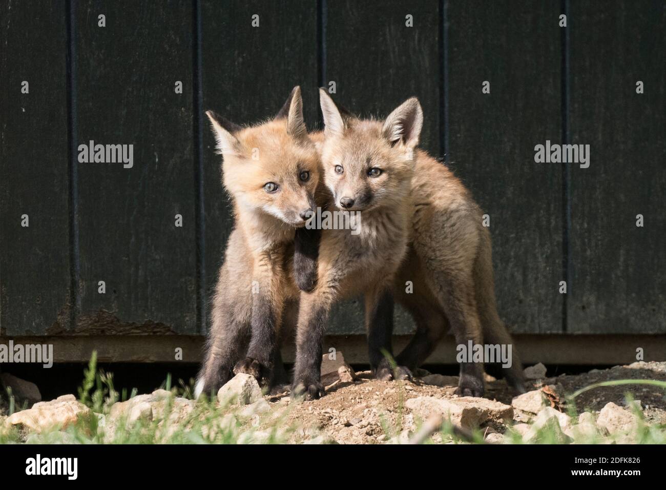 Red Fox Kits spielen vor einem Schuppen, das ihr Zuhause ist. Stockfoto
