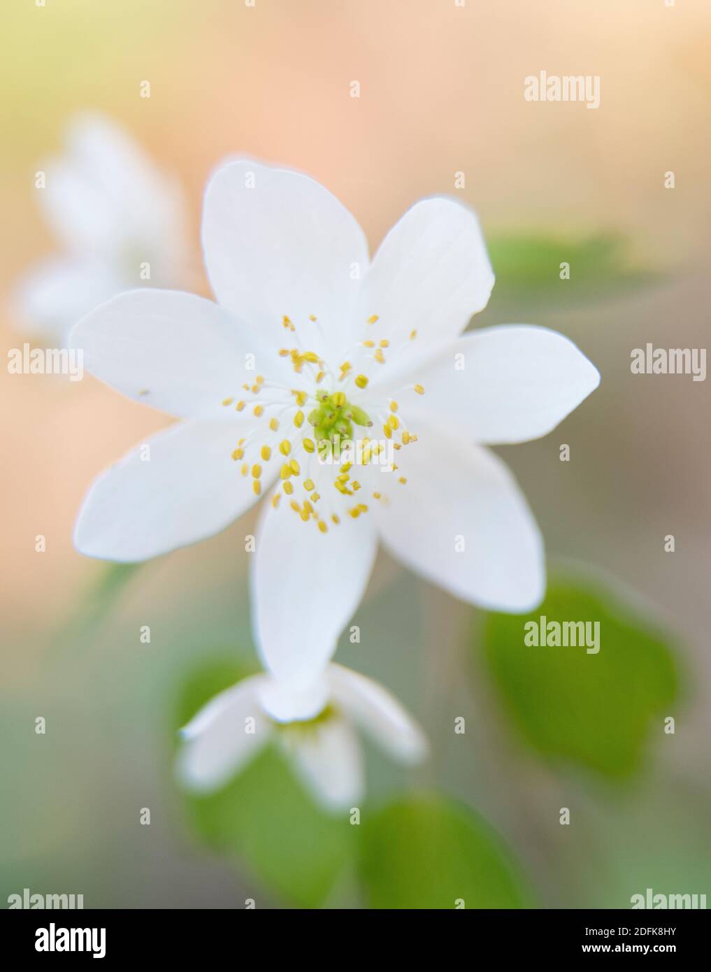 Rue-anemone blüht auf dem Waldboden. Stockfoto