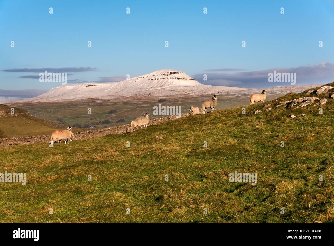 Ein schneebedeckter Gipfel von Pen-y-ghent, Yorkshire Dales National Park, Großbritannien. Schwerer Schnee fiel zwei Tage früher, ist aber jetzt geschmolzen, außer auf den hohen Gipfeln. Swaledale Schafe weiden im Vordergrund. Quelle: John Bentley/Alamy Live News Stockfoto