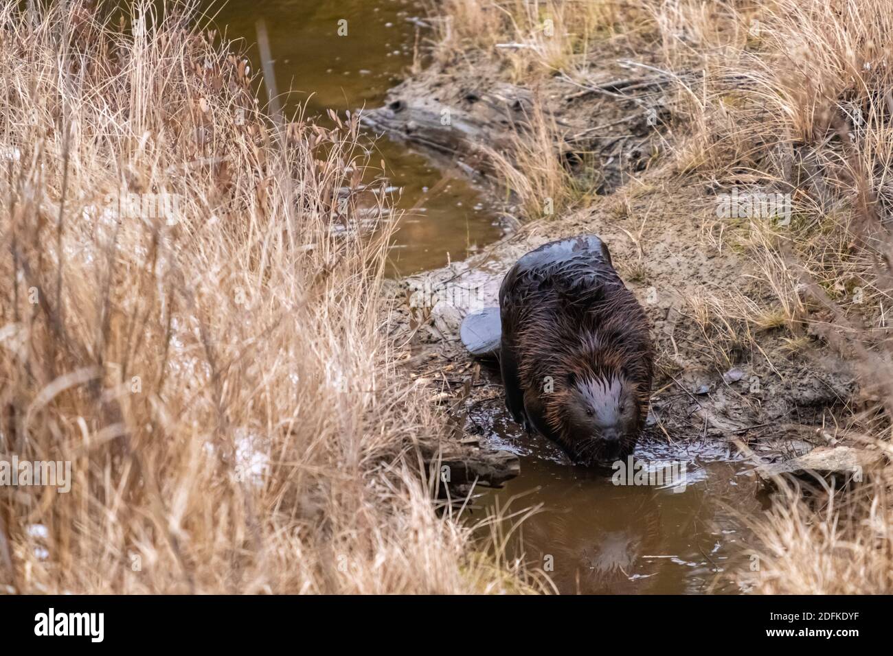 Ein kanadischer Biber nähert sich einer Wasserpfütze, die sein Gesicht reflektiert, während er durch Schlamm geht und einen Biberteich verlässt. Stockfoto