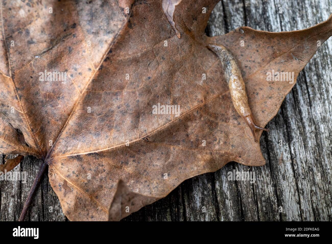 Eine Landschnecke kriecht über ein trockenes Ahornblatt, das auf einer hölzernen Oberfläche ruht. Von oben gesehen ist die Schnecke mit ihrer optischen fast vollständig ausgefahren Stockfoto