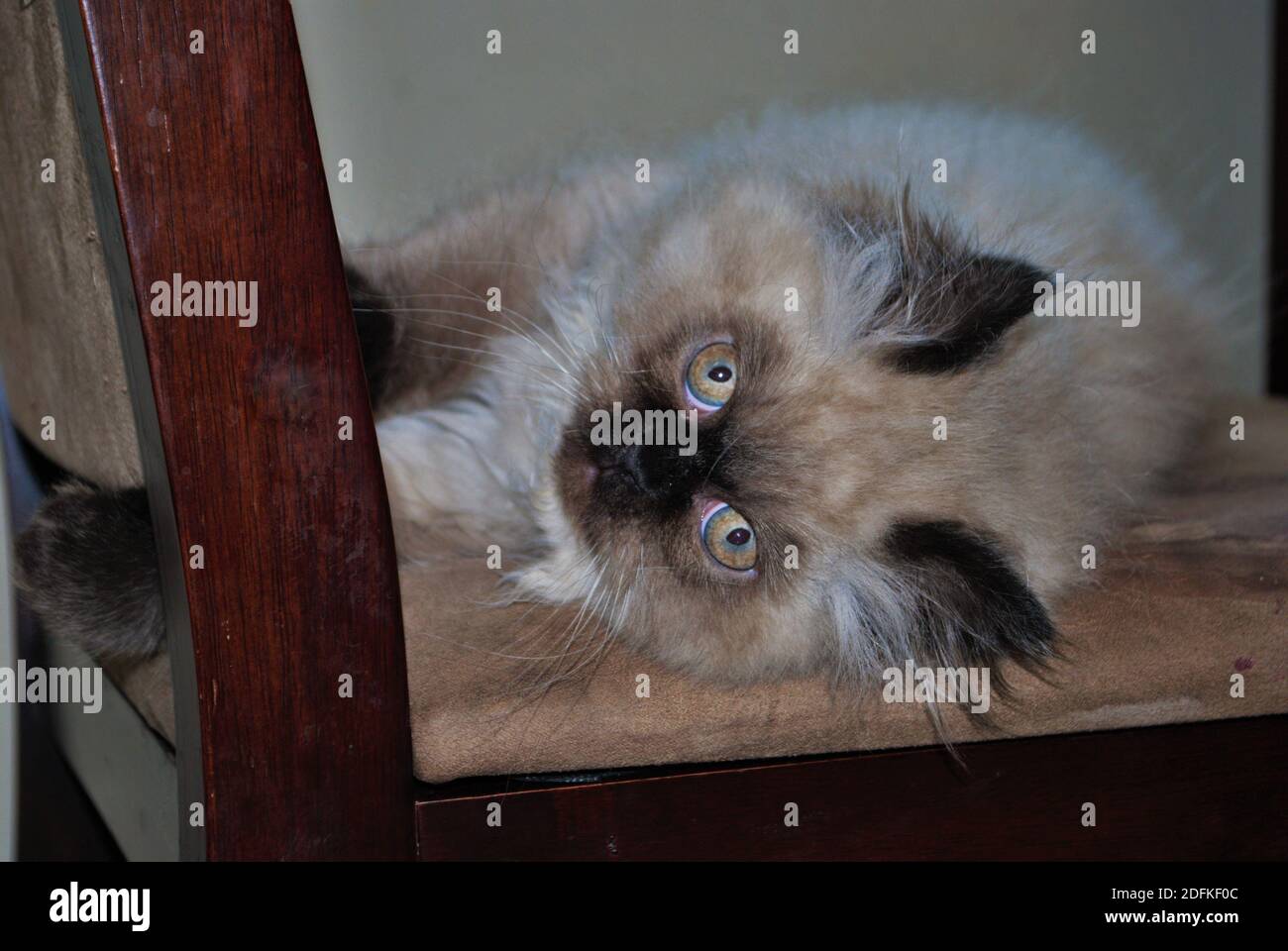 Itty bitty Himalayan Kätzchen spielen auf einem Stuhl Stockfoto