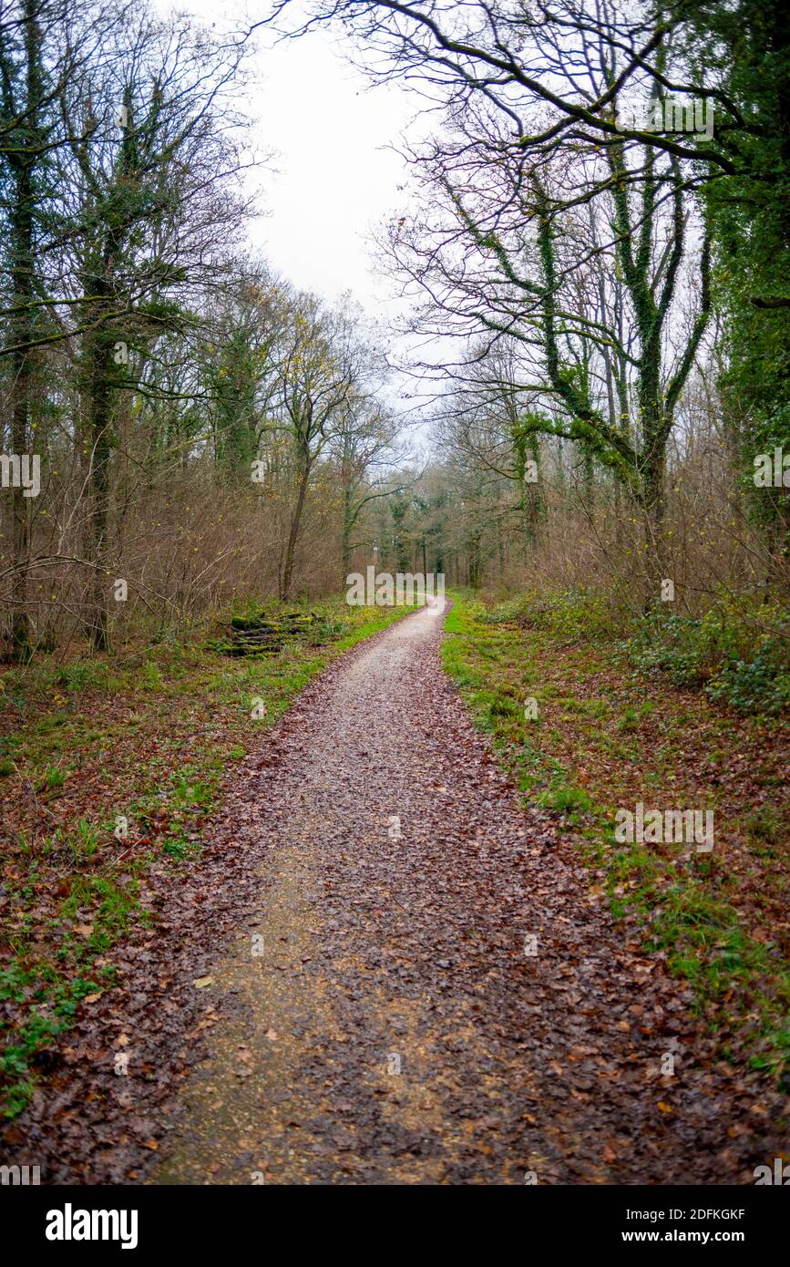 Bridleway durch Chiddingfold Forest Naturschutzgebiet, Surrey, Großbritannien. Von Bäumen gesäumter öffentlicher Wanderweg in Naturwäldern am winterlichen Dezembertag Stockfoto