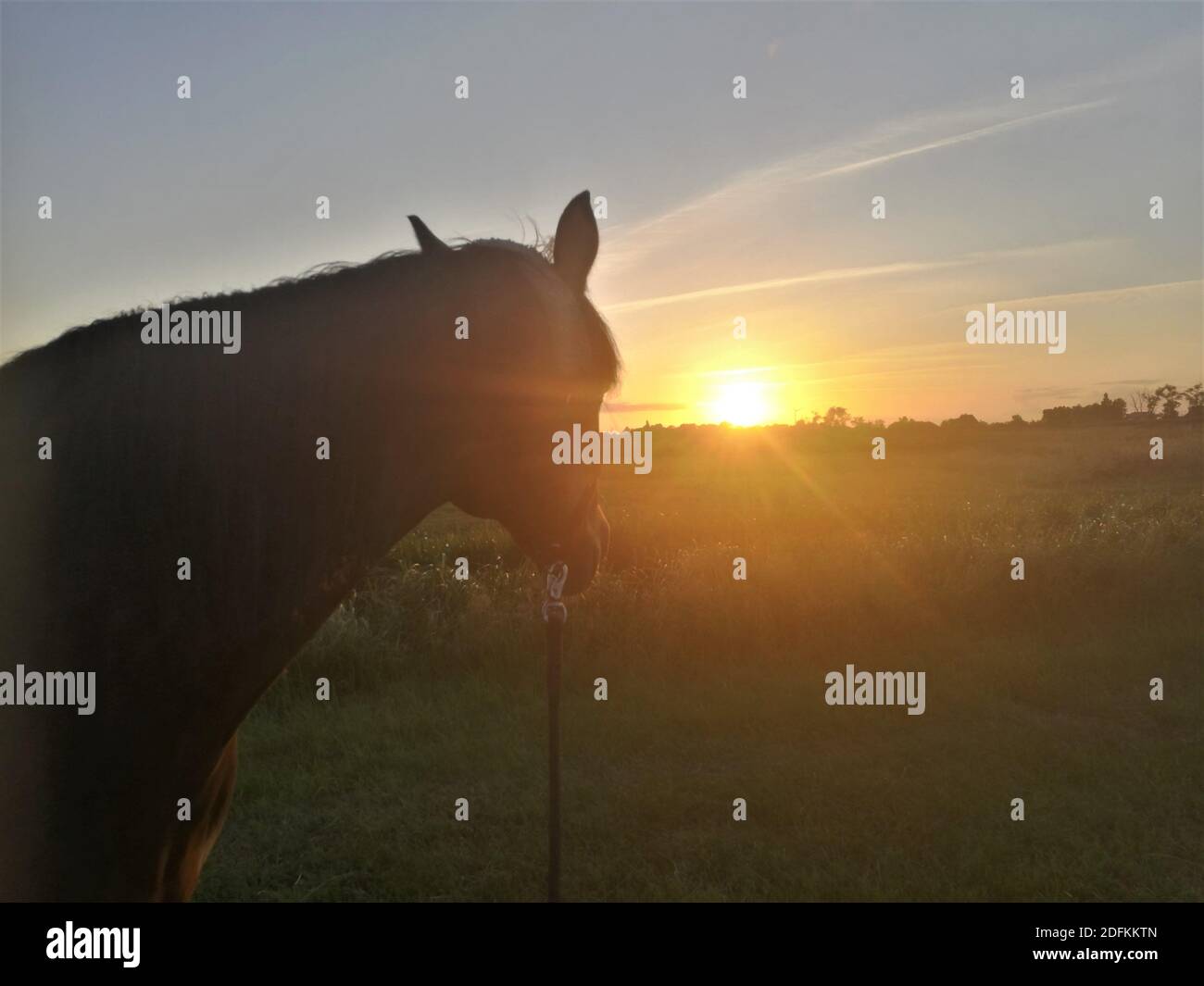 Kopf eines Pferdes vor einer Weidelandschaft Bei Sonnenuntergang Stockfoto