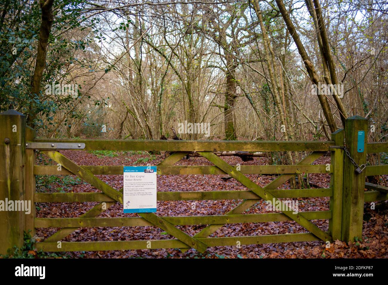 Teil des öffentlichen Wey South Path-Fußweges durch das Naturschutzgebiet Fir Tree Copse. Surrey Wildlife Trust, Chiddingfold Forest, SSSI. Waldgebiet Stockfoto