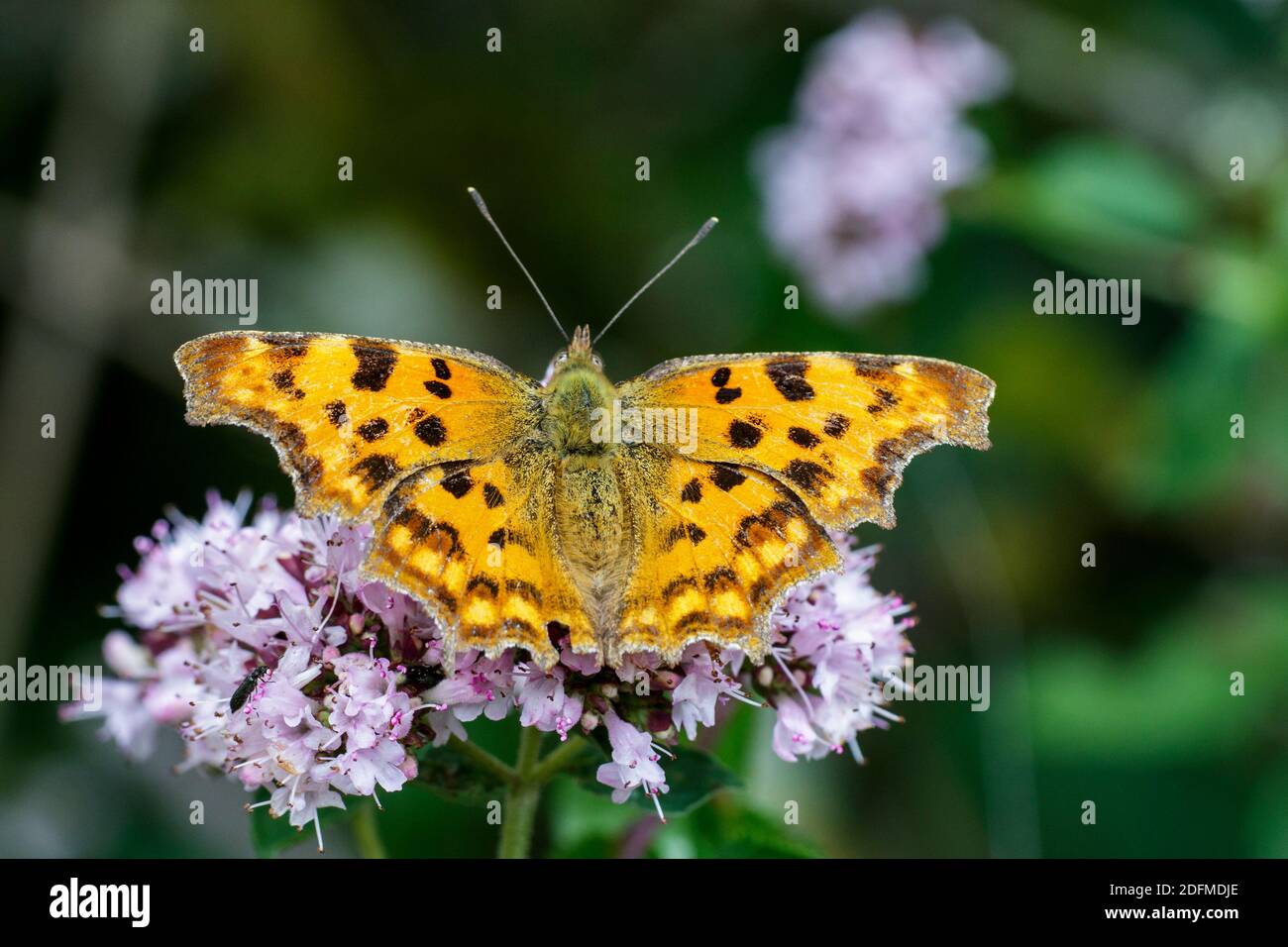 C-Falter (Polygonia c-Album) Stockfoto