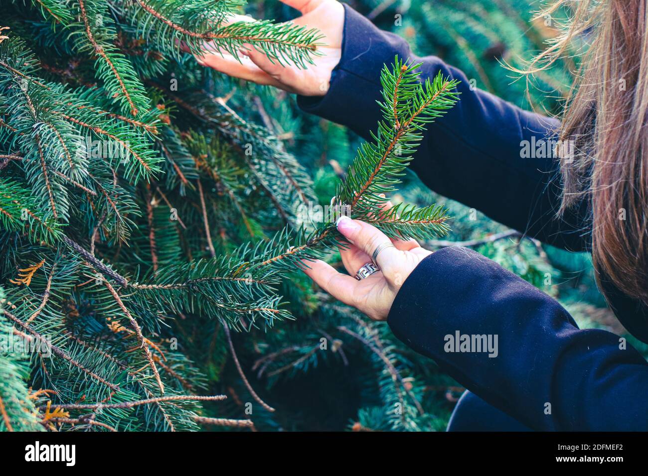 Eine Frau auf der Suche nach einem Weihnachtsbaum Stockfoto