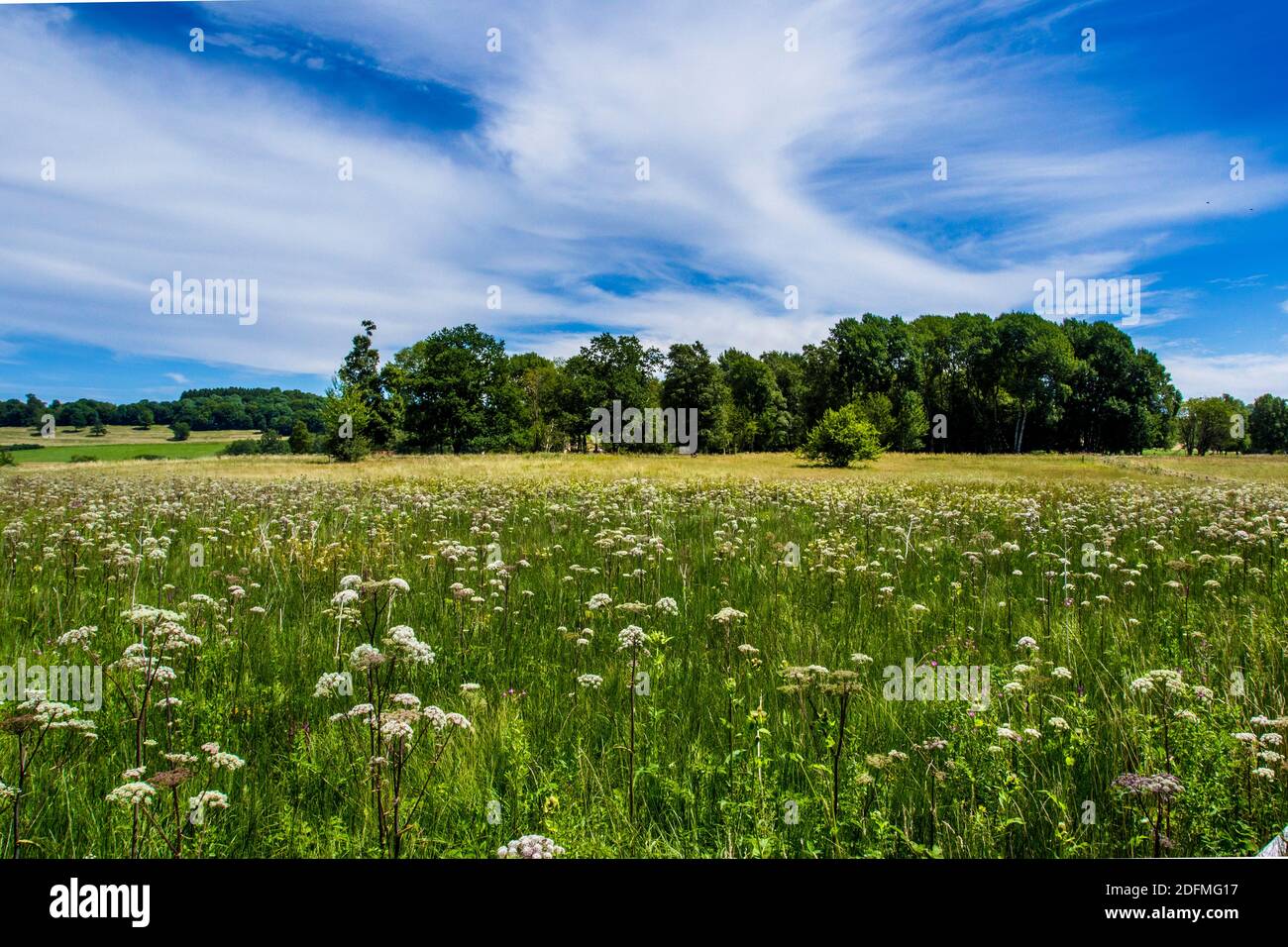 Schopflocher Moor, Hochmoorgebiet, Schwäbische Alb Stockfoto