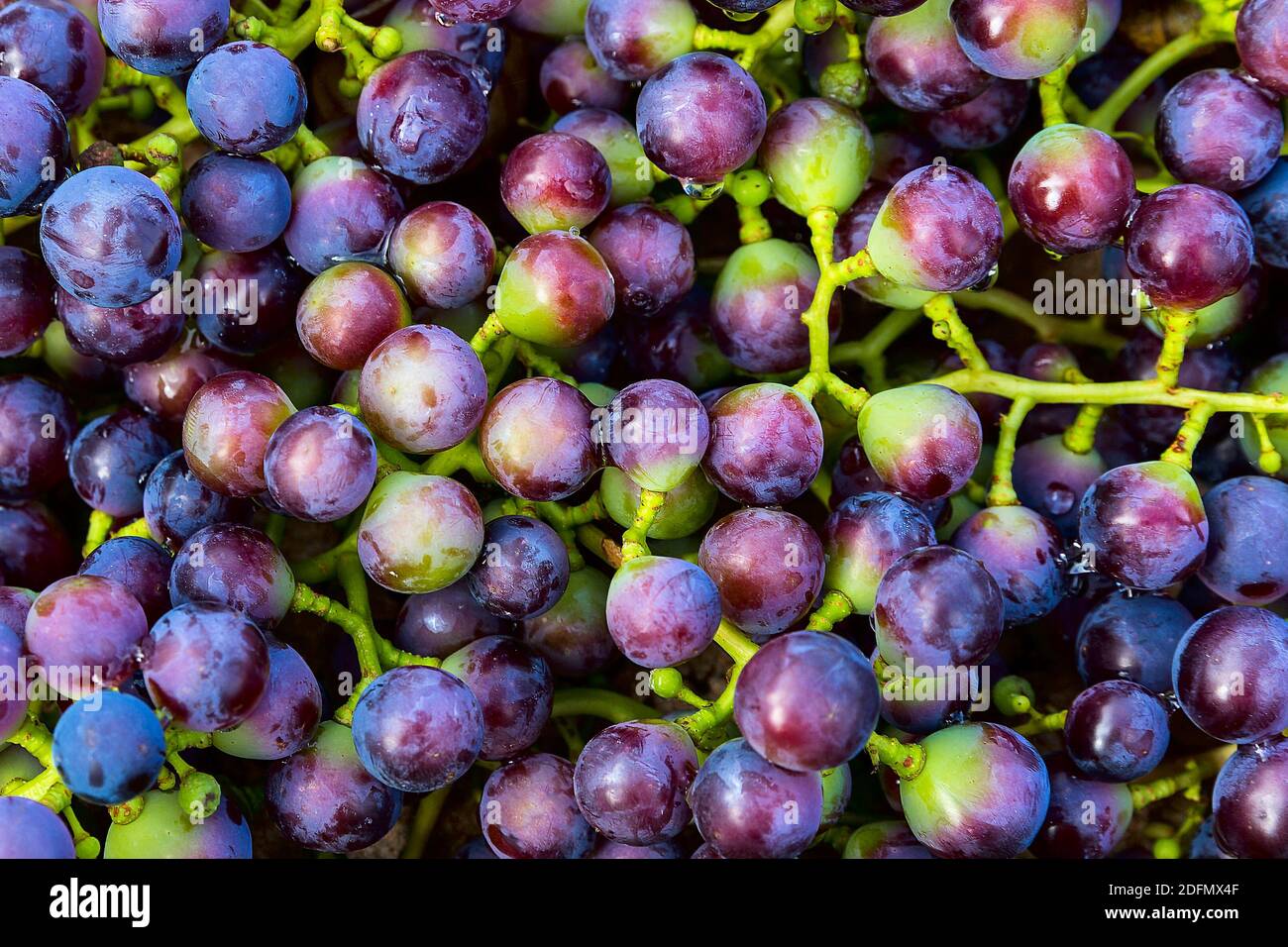 Blauer Weintrauben Hintergrund, dunkle Trauben, rote Trauben, Weintrauben. Bio-Lebensmittel. Draufsicht. Stockfoto