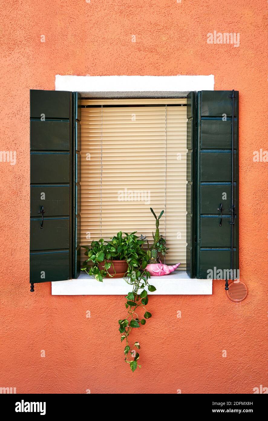 Fenster mit Verschluss und Blumen im Topf. Italien, Venedig, Burano Stockfoto