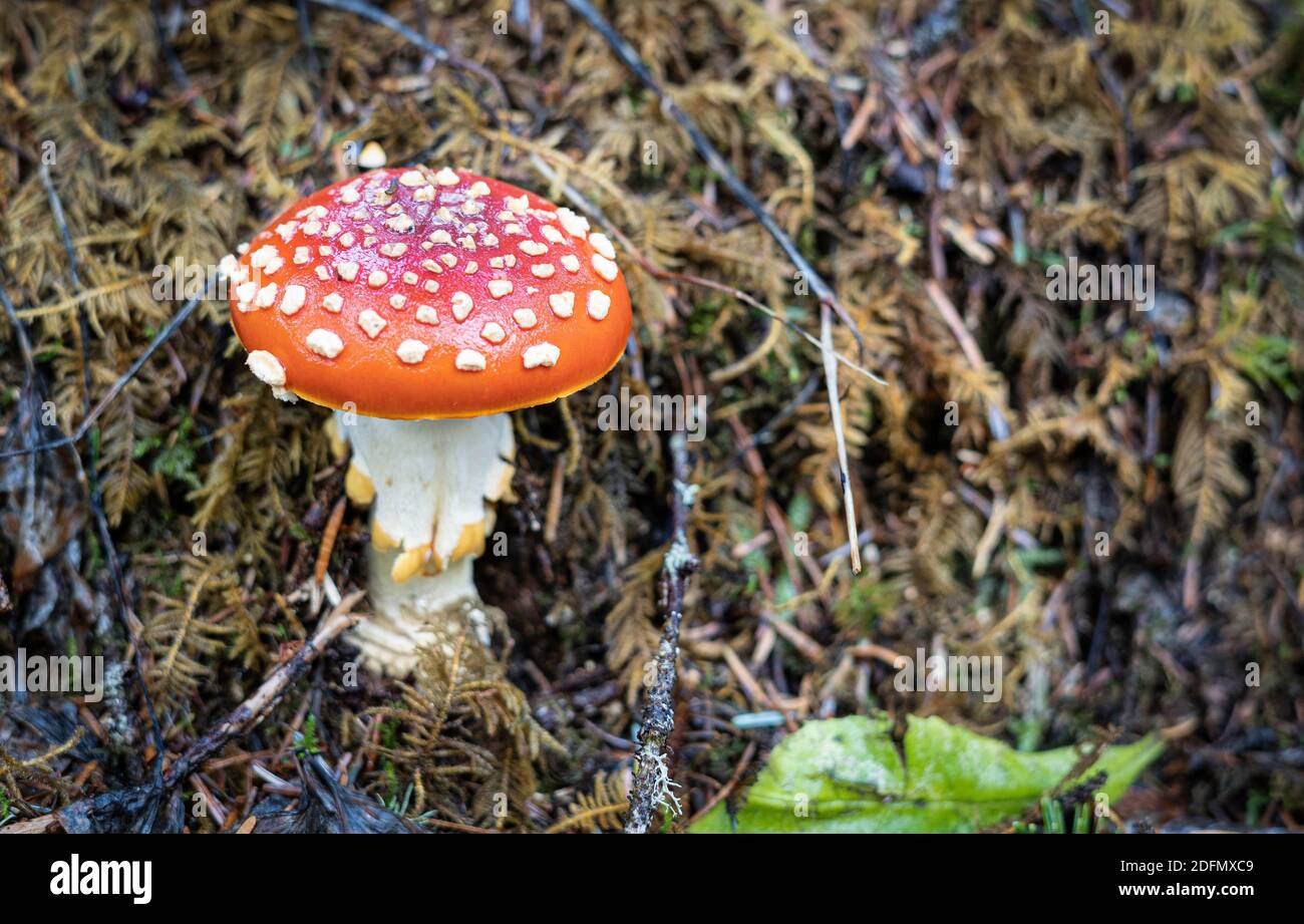 Ein Amanita Muscaria Pilz auf einem Wanderweg in der Nähe von Florence, Oregon gefunden Stockfoto