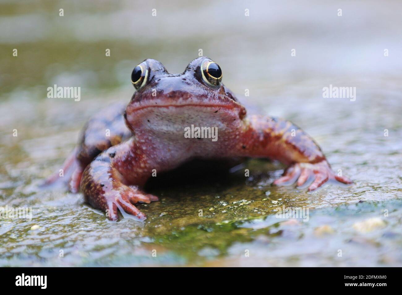 Fröhlicher kleiner Gartenfrosch auf einem nassen Pflasterstein Der Regen Stockfoto