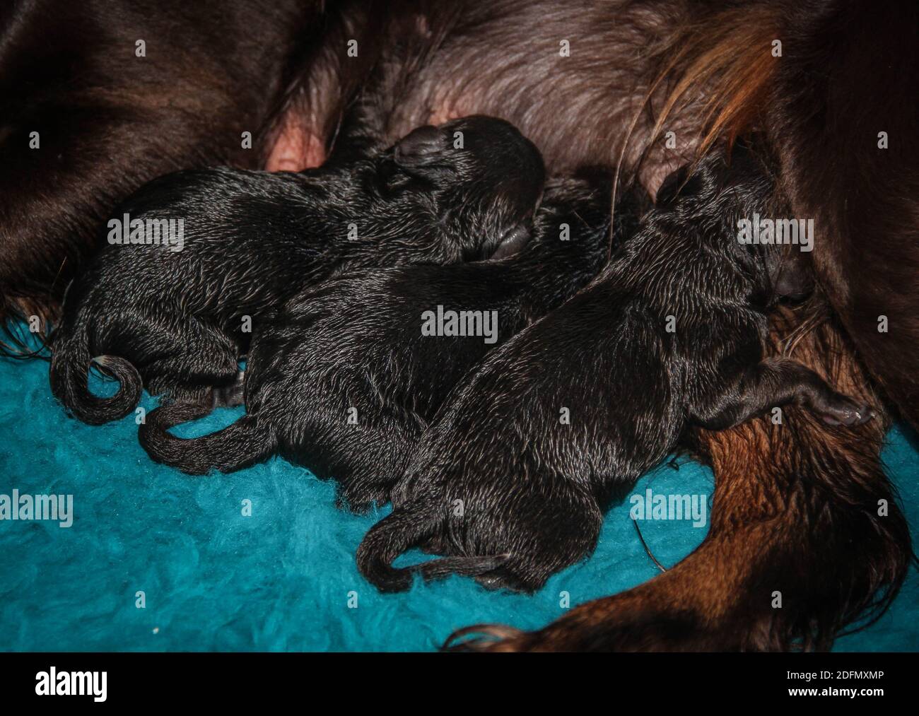 Drei schwarze Neugeborene Welpen füttern von ihrer Mutter Stockfoto