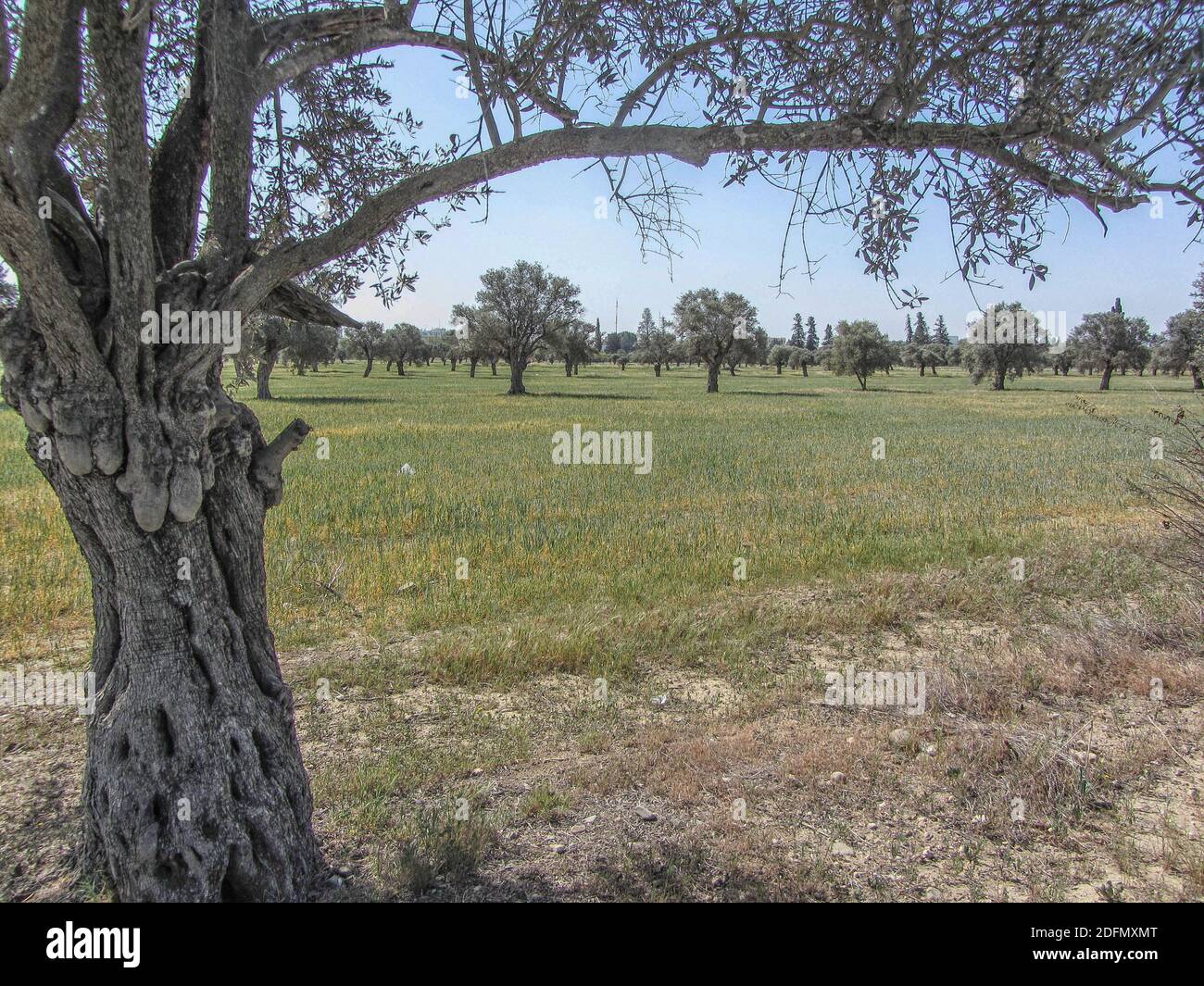 Olivenhain in Zypern im Sommer Stockfoto