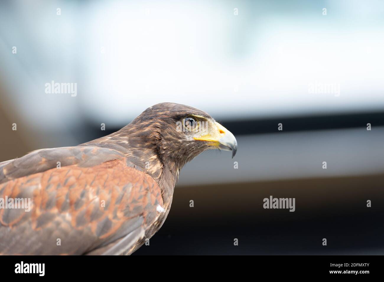 Der Falke gerades Gesicht Ausdruck des Auges Stockfoto