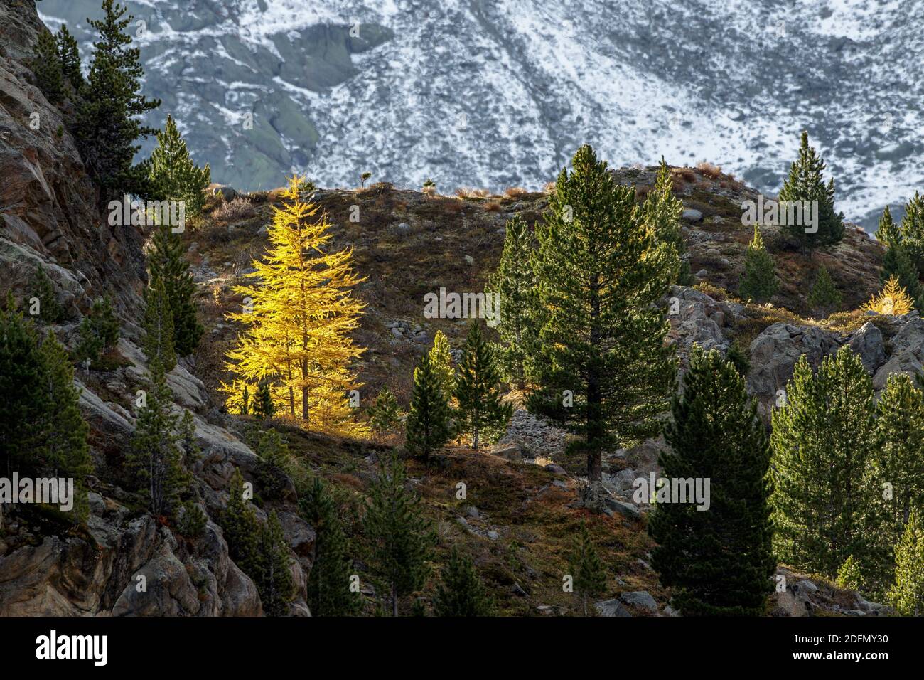 Ferner Gries, ausgewaehlte Garten, Herbst im Kaunertal, Tirol, Österreich Stockfoto