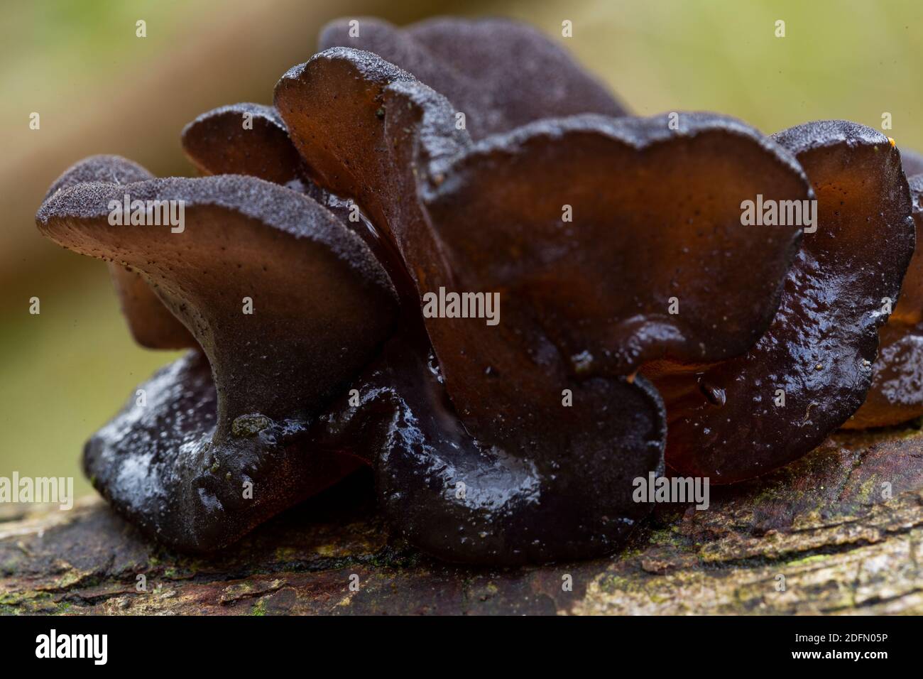 Exidia glandulosa Stockfoto