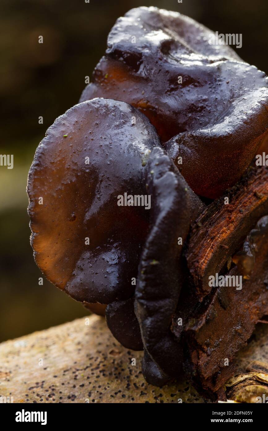 Exidia glandulosa Stockfoto