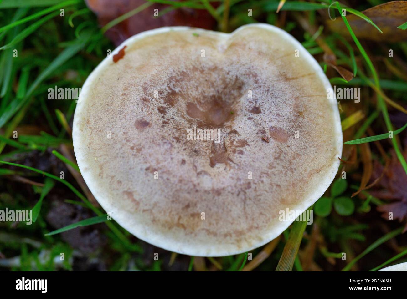 Mütze von Lactarius blennius Stockfoto