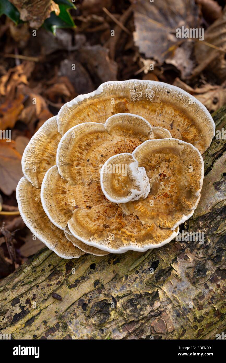 Daedaleopsis confragosa Stockfoto