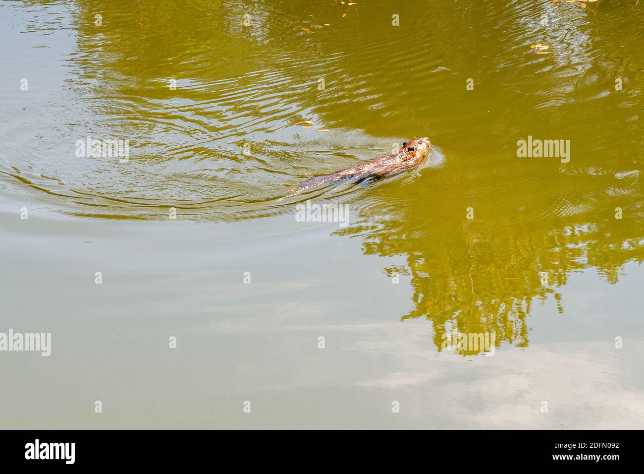 Biber schwimmen auf kanadischem Sumpfland Stockfoto