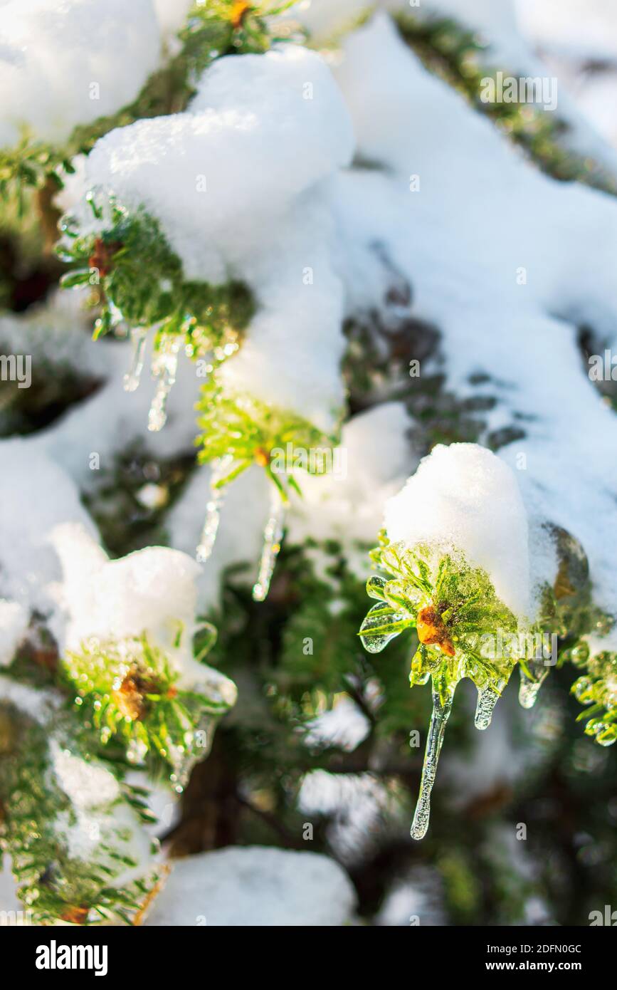 Tannenzweige sind mit glitzerndem Schnee und Eis bedeckt. Glänzende Eiszapfen auf einer Fichte. Kalter frostiger Morgen im Winterwald. Eisige Schneeszenen. Stockfoto