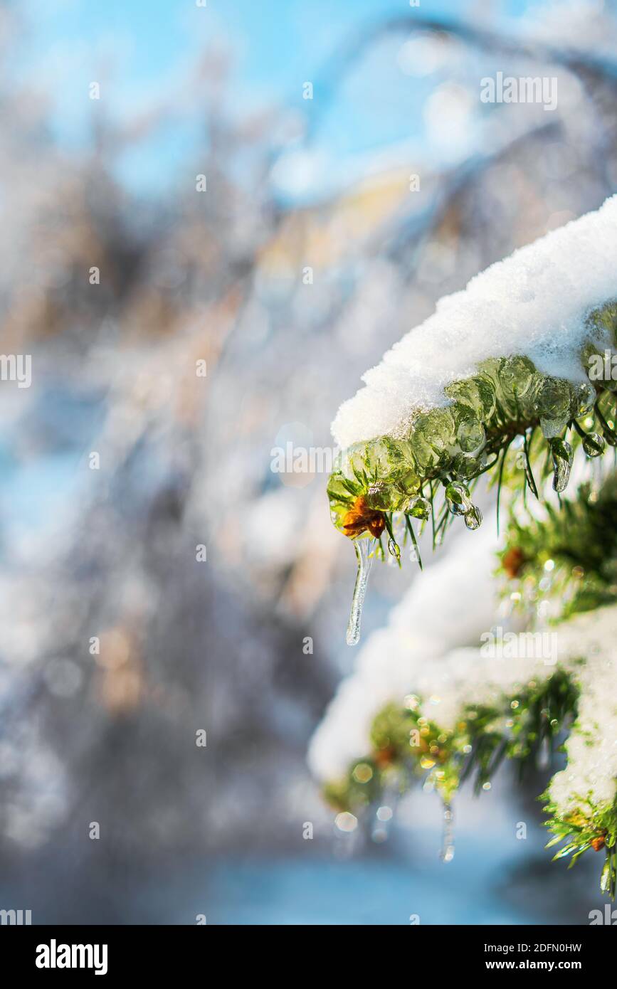 Tannenzweige sind mit glitzerndem Schnee und Eis bedeckt. Glänzende Eiszapfen auf einer Fichte. Kalter frostiger Morgen im Winterwald. Verschneite Szenen. Stockfoto