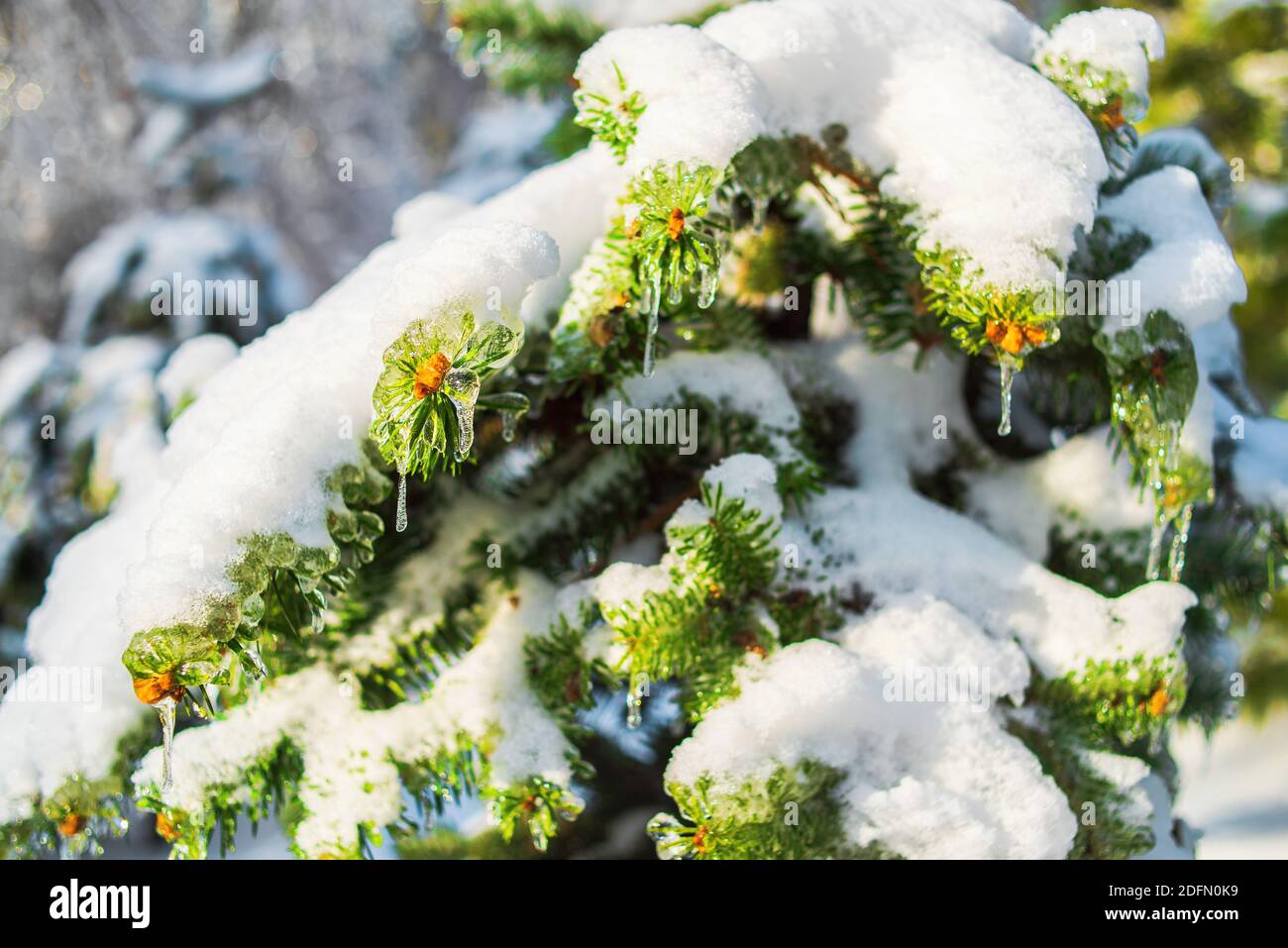 Fichtenzweige sind mit glitzerndem Schnee und Eis bedeckt. Glänzende Eiszapfen auf einer Tanne. Kalter frostiger Morgen im Winterwald. Eisige Schneeszenen. Stockfoto