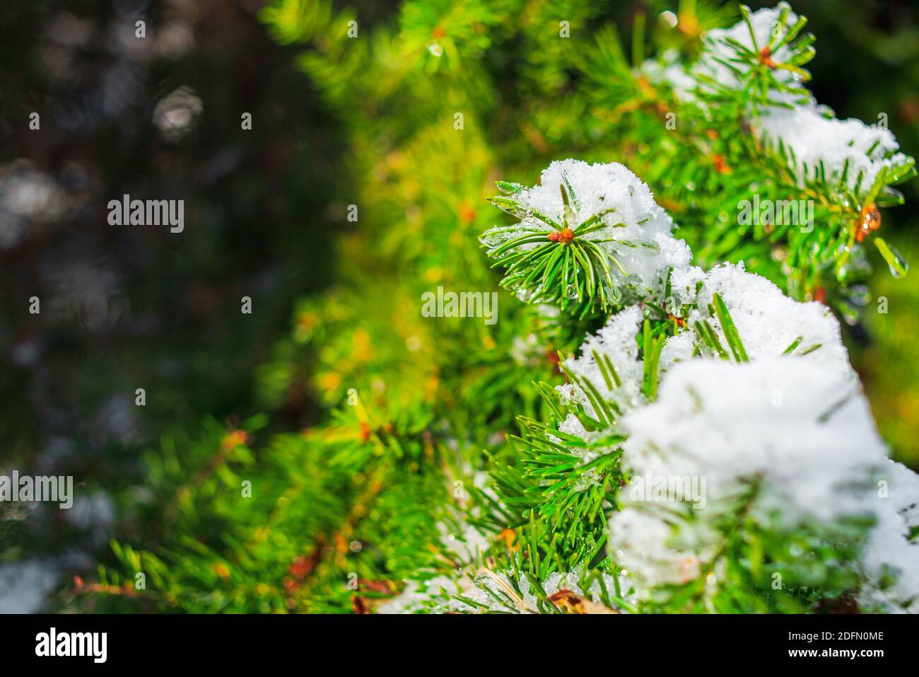 Fichtenzweig ist mit glitzerndem Schnee und Eis auf dem Tannenwald Hintergrund bedeckt. Kalter frostiger Morgen im Winterwald. Verschneite Szenen. Stockfoto