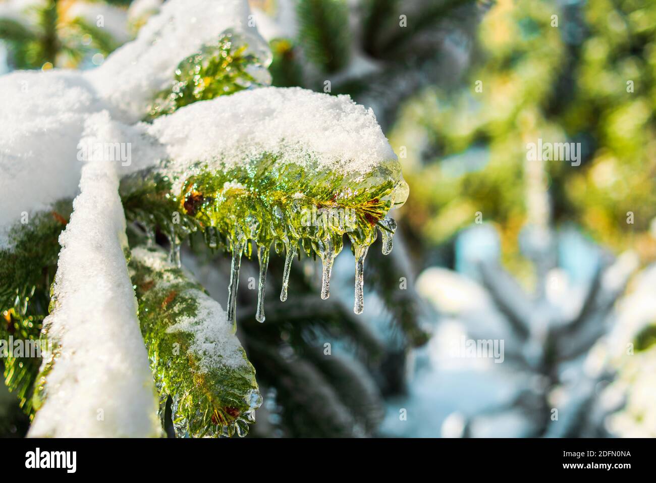 Fichtenzweig ist mit glitzerndem Schnee und Eis bedeckt. Glänzende Eiszapfen auf einer Tanne. Kalter frostiger Morgen im Winterwald. Verschneite eisige Szenen. Stockfoto