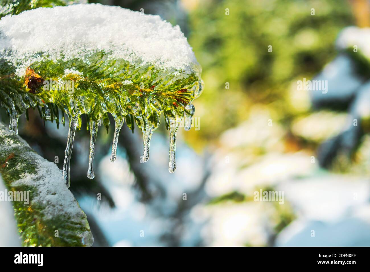 Fichtenzweig ist mit glitzerndem Schnee und Eis bedeckt. Glänzende Eiszapfen auf einer Tanne. Kalter frostiger Morgen im Winterwald. Eisige Schneeszenen. Stockfoto
