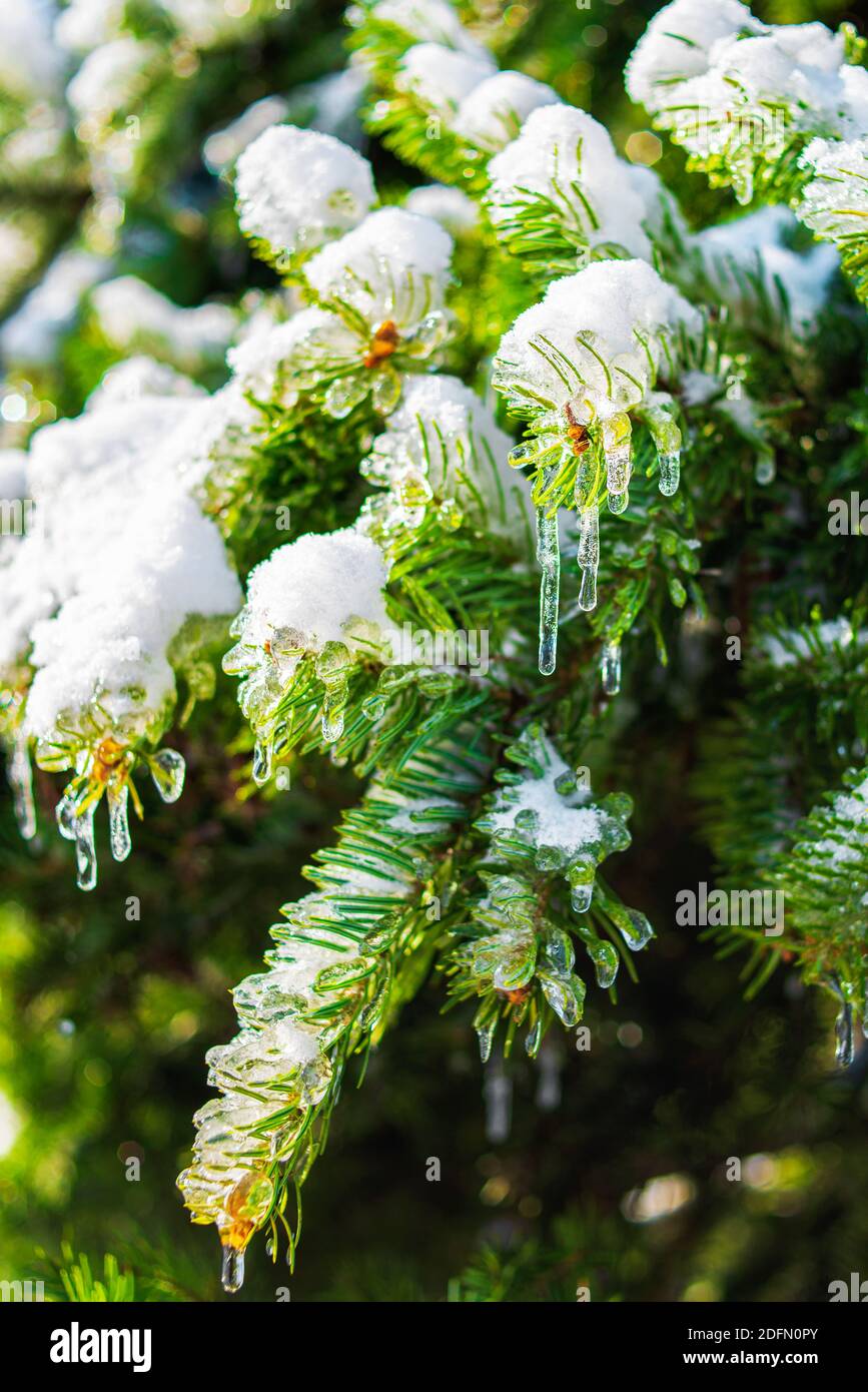 Fichtenzweige sind mit glitzerndem Schnee und Eis bedeckt. Glänzende Eiszapfen auf einer Tanne. Kalter frostiger Morgen im Winterwald. Verschneite eisige Szenen. Stockfoto