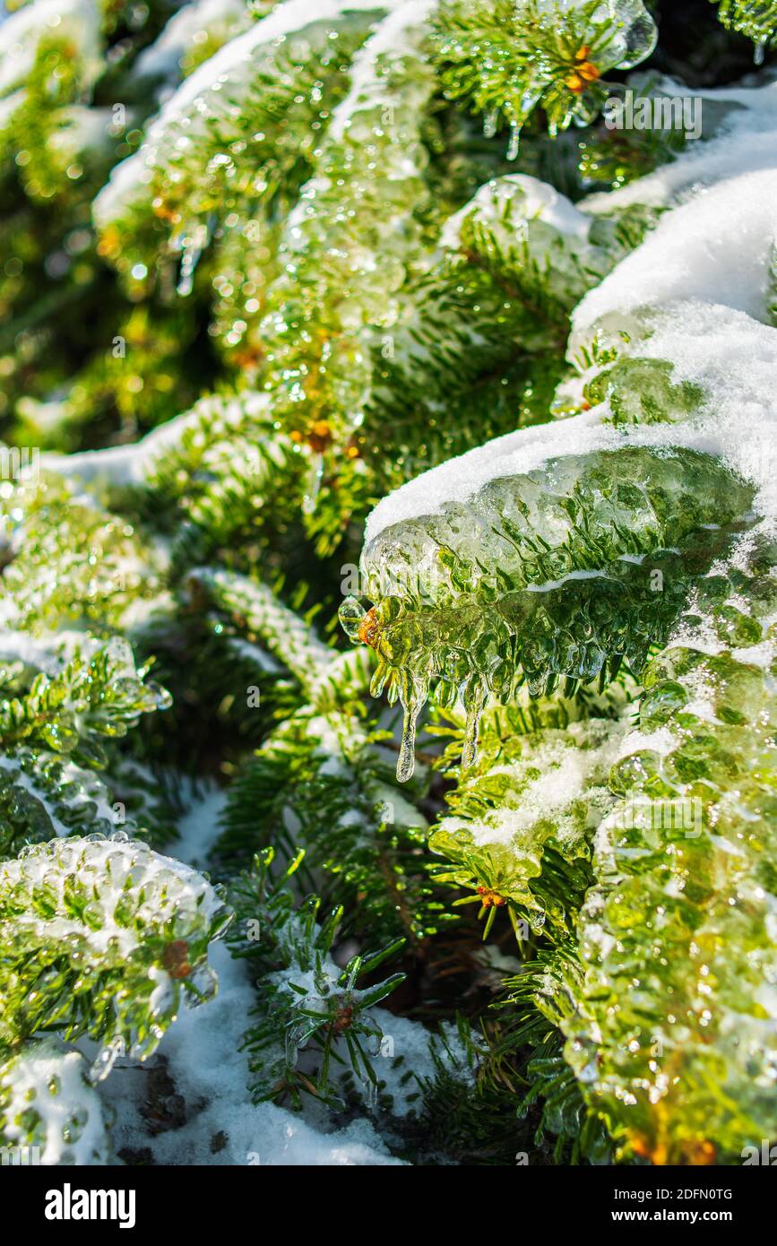 Fichtenzweige sind mit glitzerndem Schnee und Eis bedeckt. Glänzende Eiszapfen auf einer Tanne. Kalter frostiger Morgen im Winterwald. Schneebedecktes eisig. Stockfoto