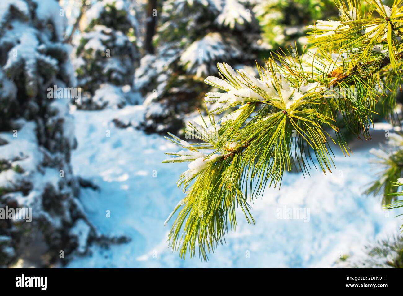 Fichtenzweig ist mit glitzerndem Schnee und Eis auf dem Tannenwald Hintergrund bedeckt. Kalter frostiger Morgen im Winterwald. Eisige Schneeszenen. Stockfoto