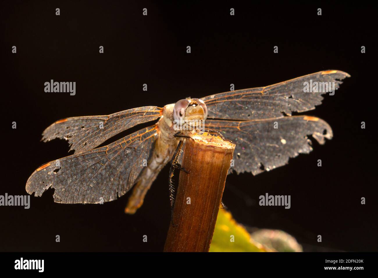 Dragonfly, Malheur National Wildlife Refuge, Oregon Stockfoto