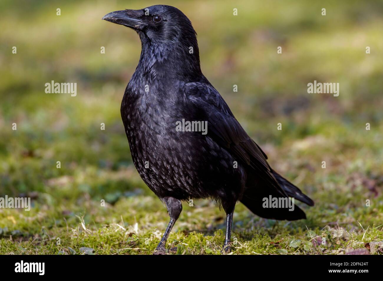 Rabenkrähe (Corvus Corone) Stockfoto