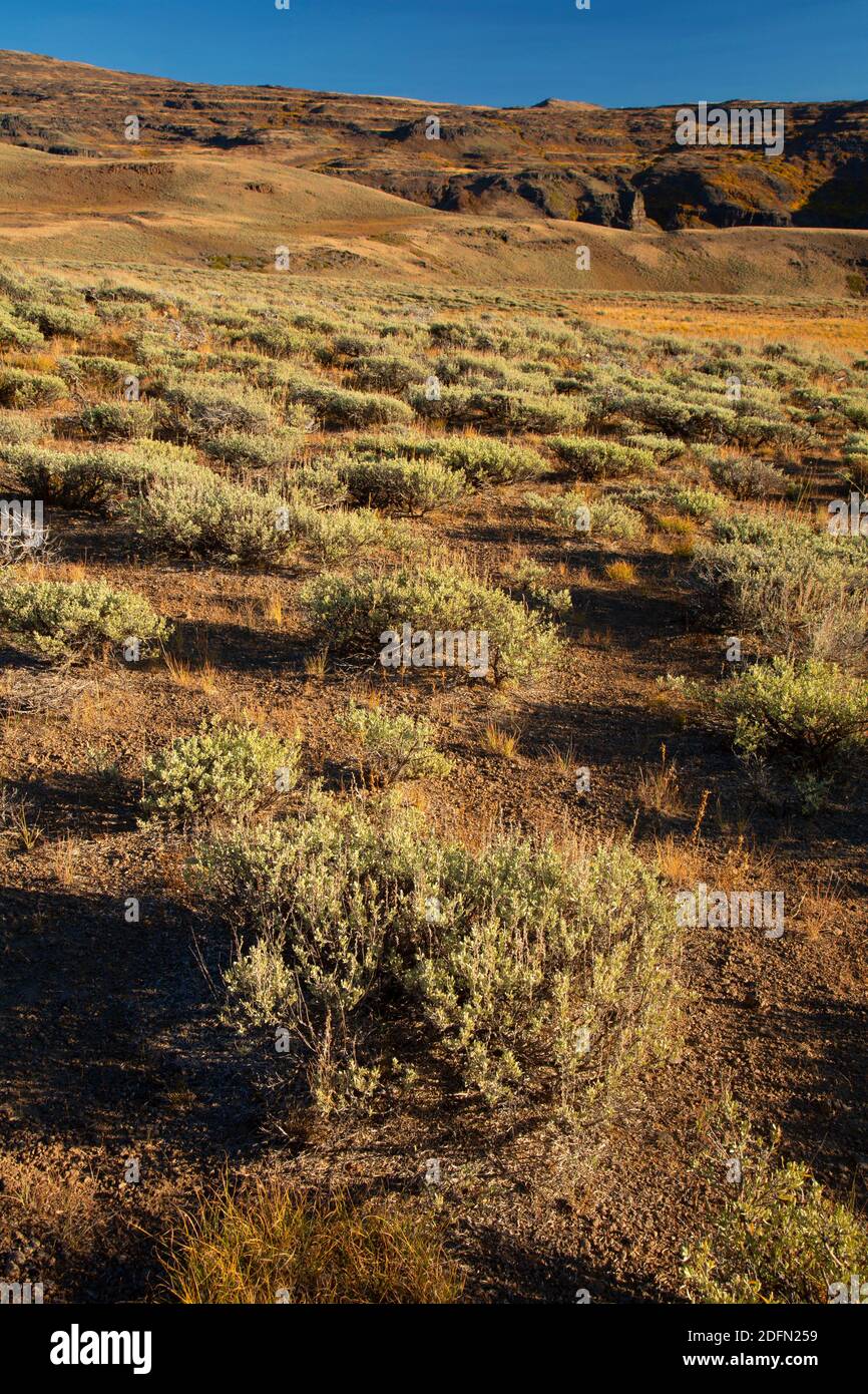 Sagebush entlang Wet Blanket Trail, Steens Mountain Cooperative Management and Protection Area, Steens Mountain Wilderness, Oregon Stockfoto