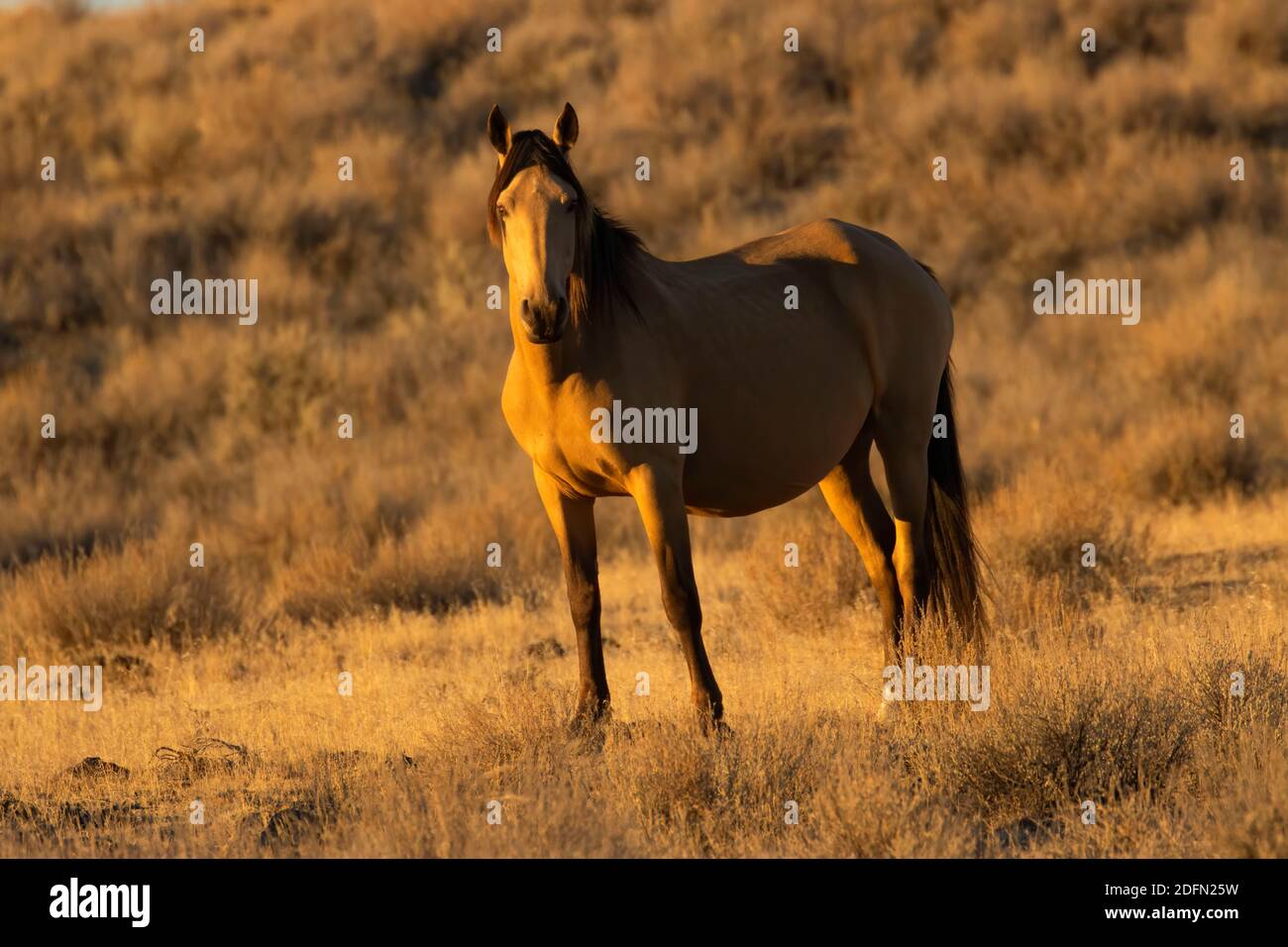 South Steens Wild Horse, Steens Mountain Cooperative Management and Protection Area, Steens Mountain Backcountry Byway, Oregon Stockfoto