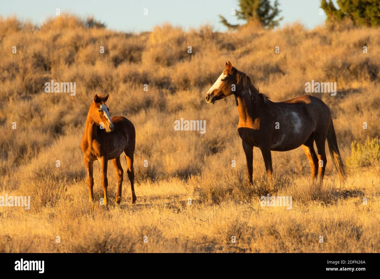 South Steens Wild Horses, Steens Mountain Cooperative Management and Protection Area, Steens Mountain Backcountry Byway, Oregon Stockfoto