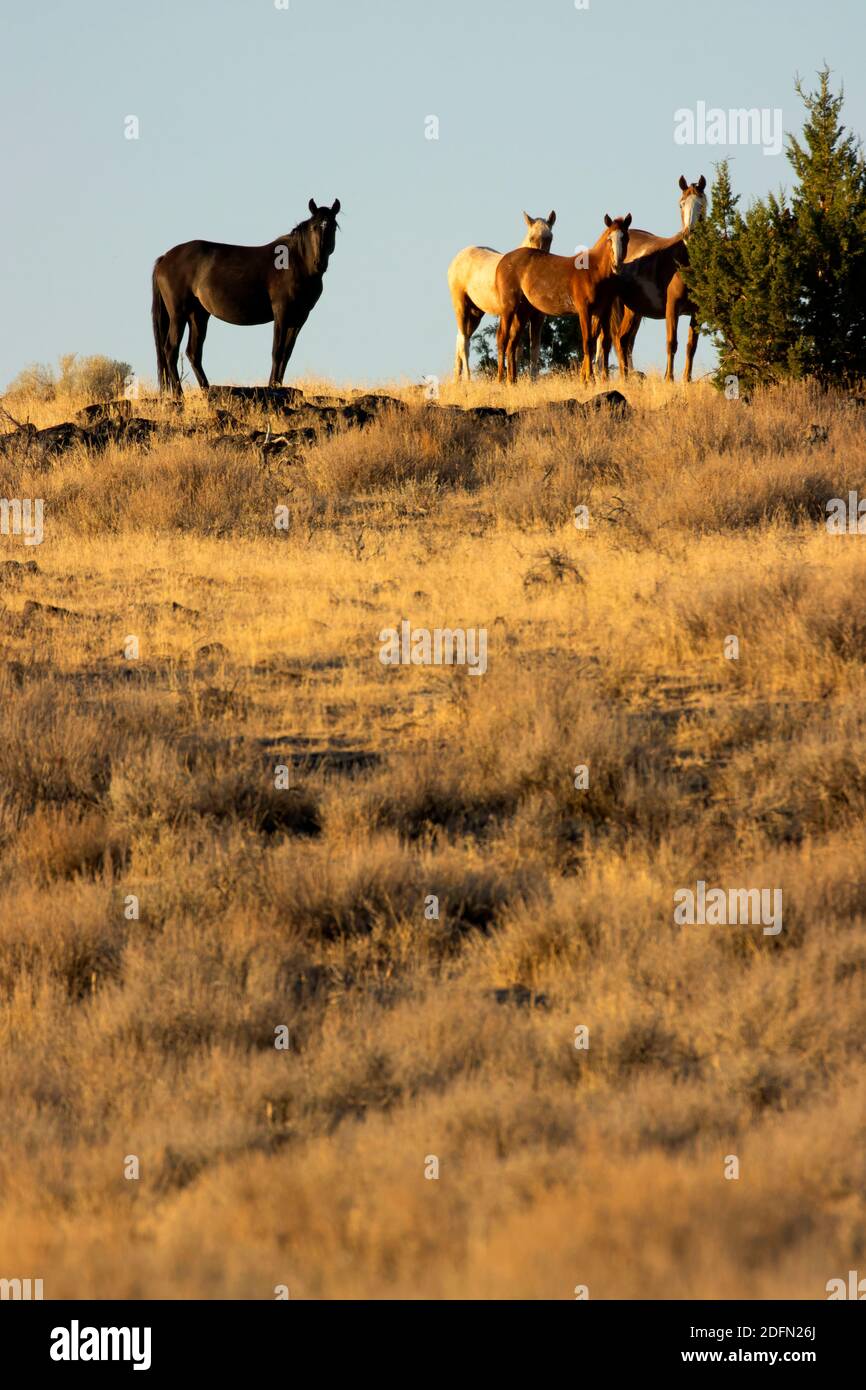South Steens Wild Horses, Steens Mountain Cooperative Management and Protection Area, Steens Mountain Backcountry Byway, Oregon Stockfoto