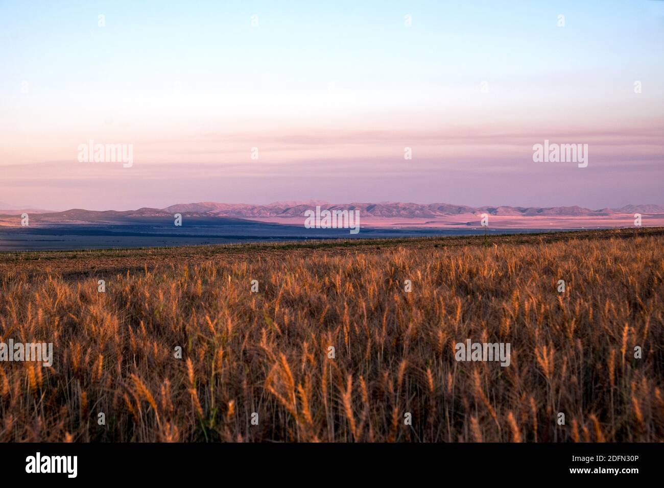 Weizenfeld bei Sonnenuntergang, südlich von Idaho, USA, Stockfoto