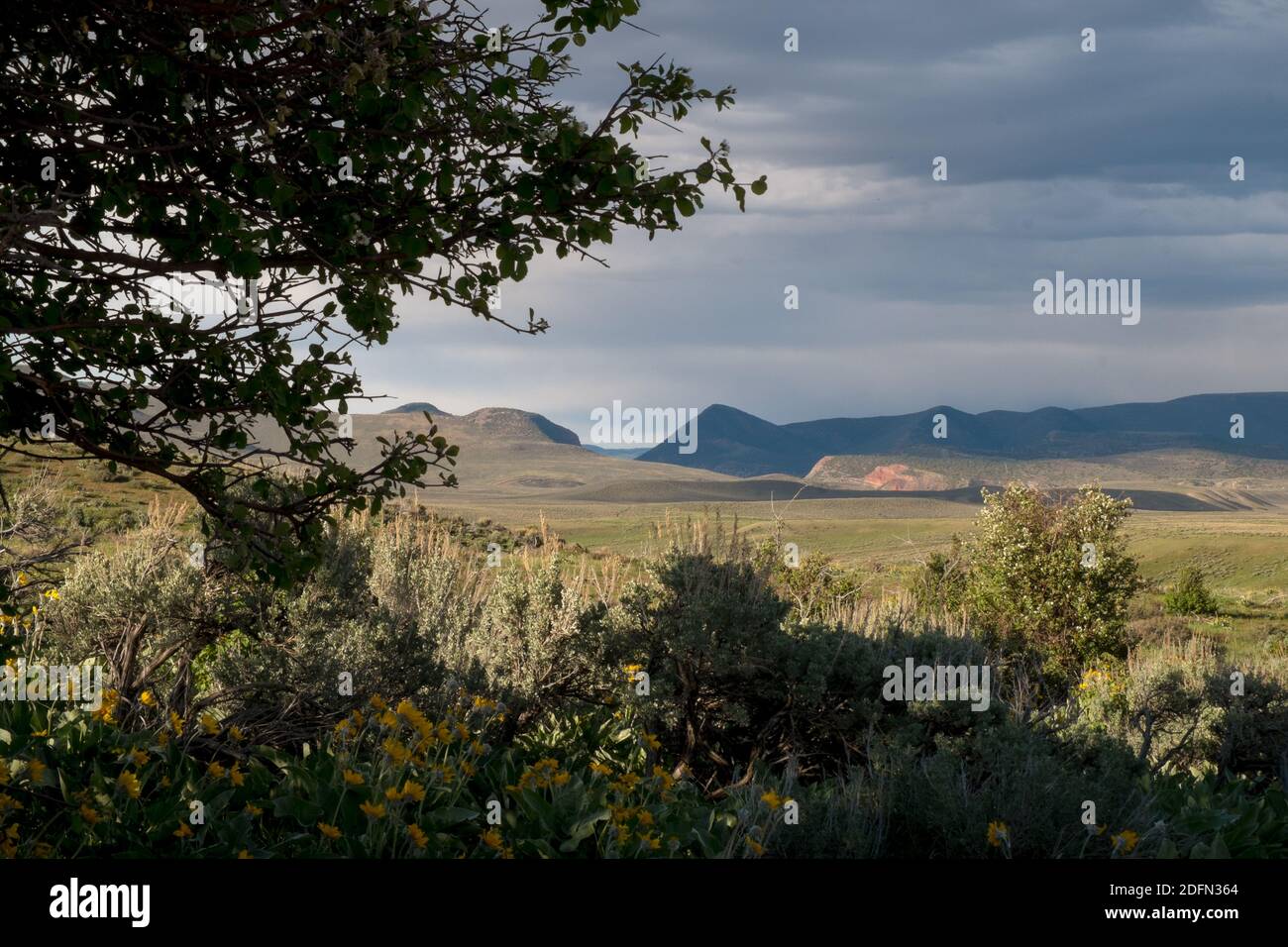 Grüne Frühlingslandschaft im Dinosaur National Monument, Colorado, USA Stockfoto