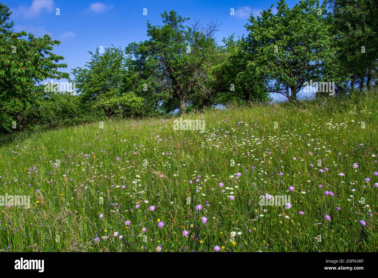 Blumenwiese an der Limburg, Albvorland, Weilheim unter Teck Stockfoto
