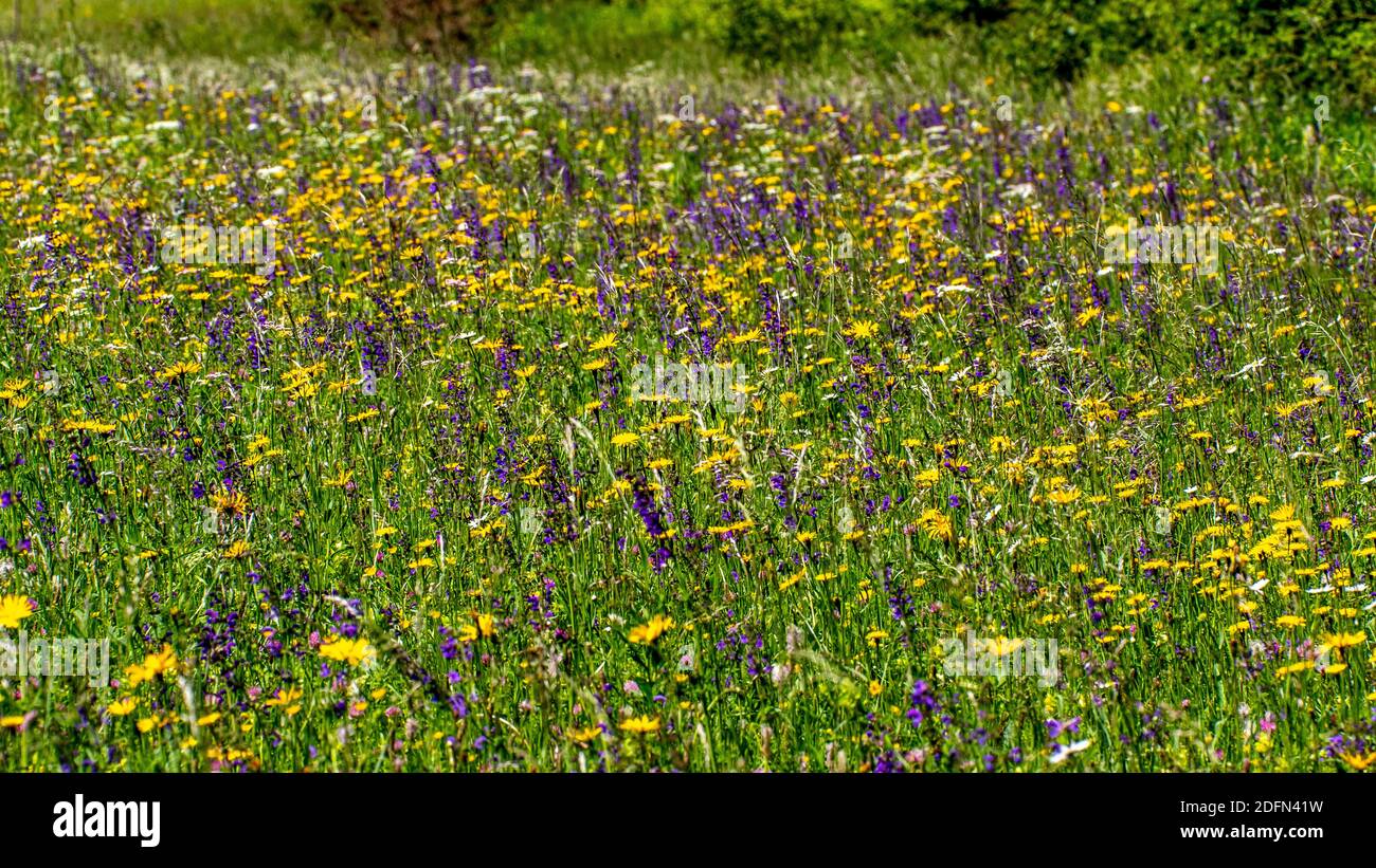 Blumenwiese mit Artenreicher Flora Stockfoto